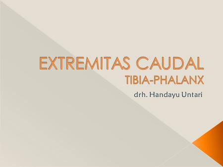 EXTREMITAS CAUDAL TIBIA-PHALANX