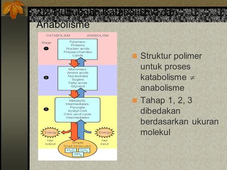 2.2 Hubungan Katabolisme dan Anabolisme