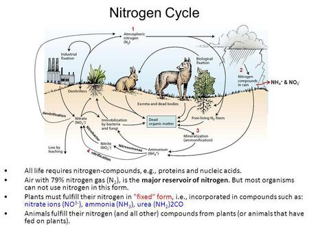 Nitrogen Cycle All life requires nitrogen-compounds, e.g., proteins and nucleic acids. Air with 79% nitrogen gas (N 2 ), is the major reservoir of nitrogen.