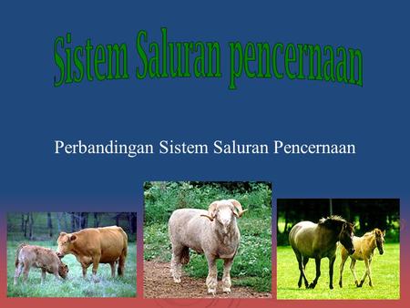 Sistem Saluran pencernaan