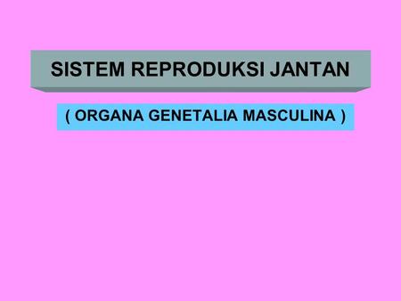 SISTEM REPRODUKSI JANTAN