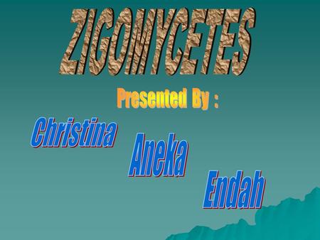 ZIGOMYCETES Presented By : Christina Aneka Endah.