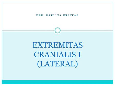 EXTREMITAS CRANIALIS I (LATERAL)