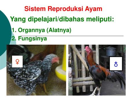 Sistem Reproduksi Ayam