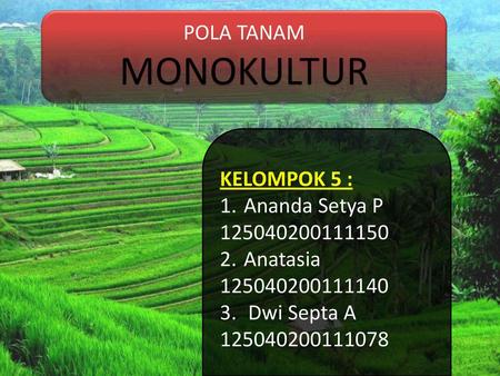 Hasil Analisis Usaha Tani Jagung Manis Ppt Download