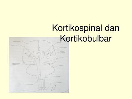 Kortikospinal dan Kortikobulbar