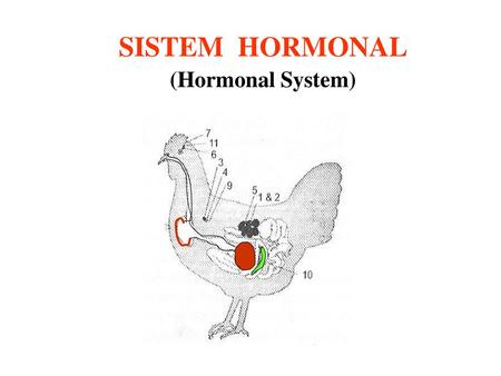 SISTEM HORMONAL (Hormonal System).