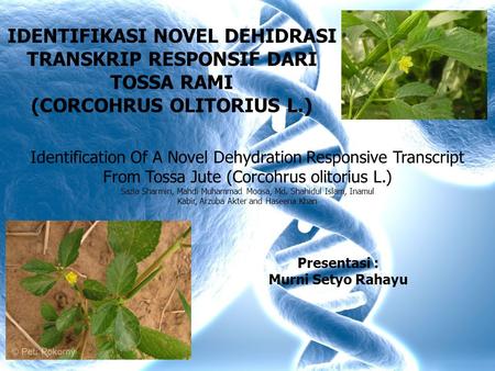 IDENTIFIKASI NOVEL DEHIDRASI TRANSKRIP RESPONSIF DARI TOSSA RAMI (CORCOHRUS OLITORIUS L.) Identification Of A Novel Dehydration Responsive Transcript From.