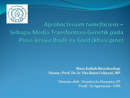 Agrobacterium tumefaciens – Sebagai Media Transformasi Genetik pada Pinus kesiya Royle ex Gord (khasi pine) Mata Kuliah Bioteknologi Dosen : Prof. Dr.