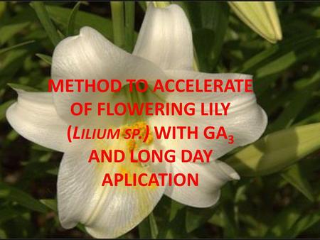 METHOD TO ACCELERATE OF FLOWERING LILY (Lilium sp