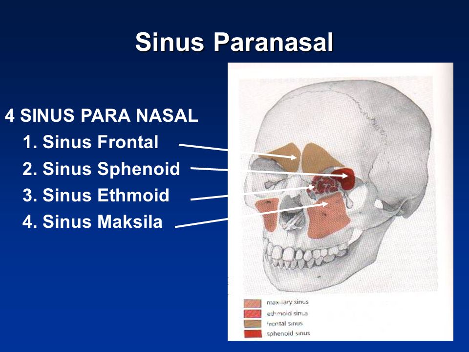 Sinus