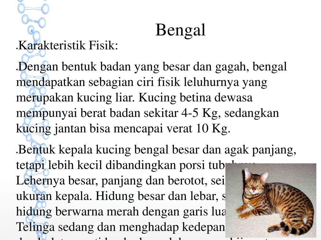 JENIS JENIS KUCING Nama: Lira Fisanda Armaya NIM: Tugas aplikom 1 