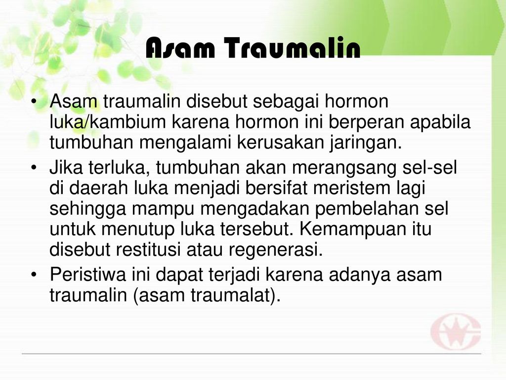 Asam Traumalin Asam traumalin disebut sebagai hormon luka/kambium karena hormon ini berperan apabila tumbuhan mengalami kerusakan jaringan.