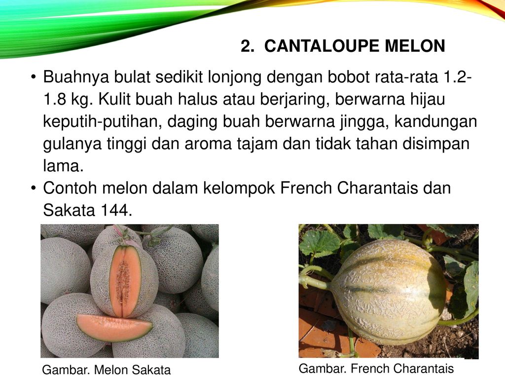 Cantaloupe перевод. Канталупа и дыня различия. Cantaloupe Melon разница. Антрофорит Melon. Подобия на Melon.