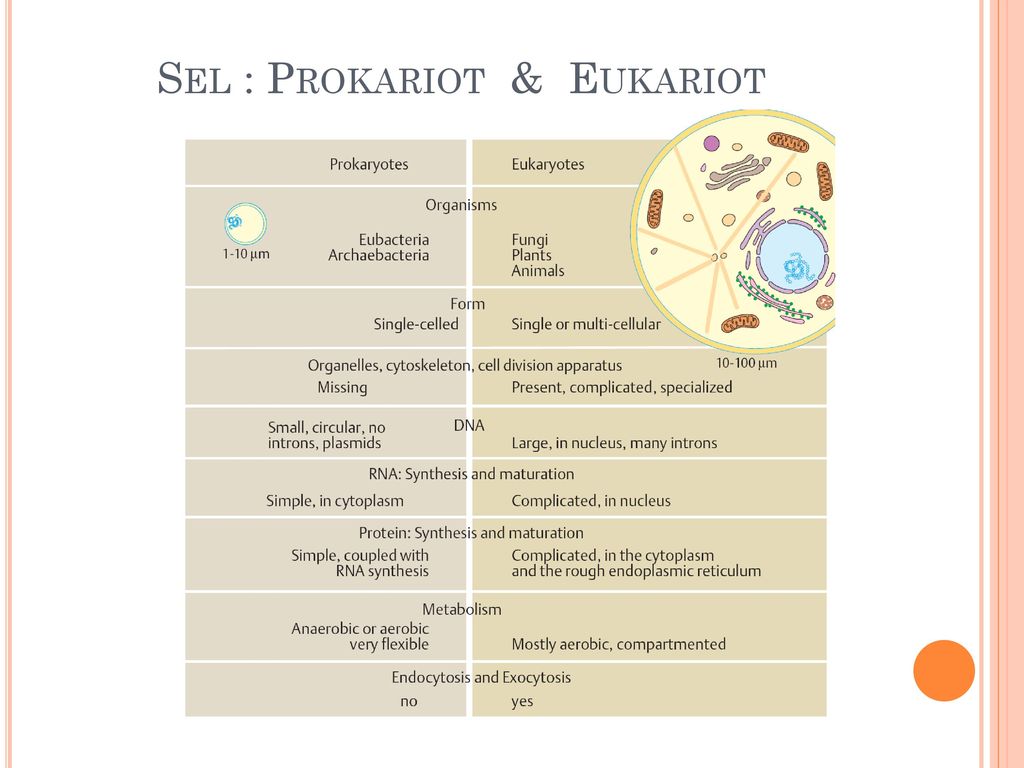 Выход прокариот на сушу. Prokariotlar va eukariotlar. Prokariot va eukariot hujayralar. Eukariot Organisms. Вегетативный клеточный цикл прокариот.