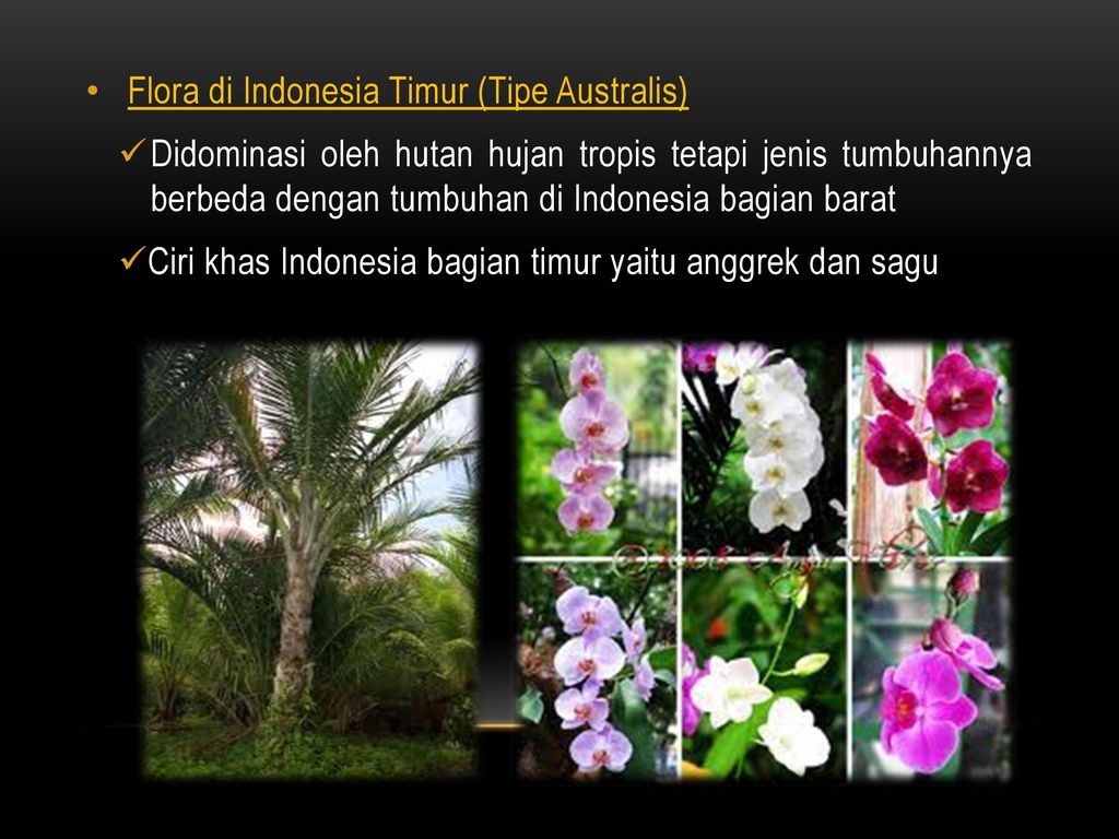 Contoh Flora Di Indonesia Bagian Barat – Sinau