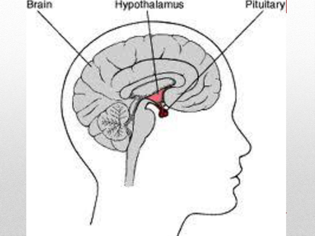 Гипофизы цена. Расположение гипофиза в головном мозге. Гипофиз в турецком седле. Гипоталамус в голове. Гипоталамус и гипофиз.