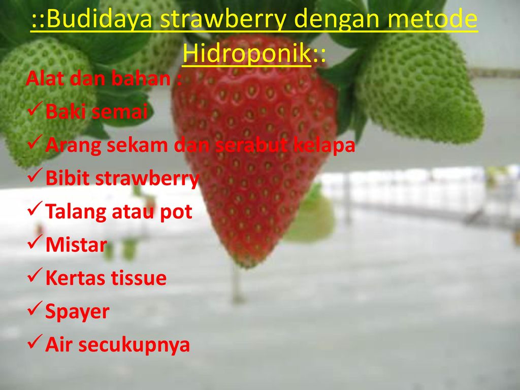 ::Budidaya strawberry dengan metode Hidroponik::