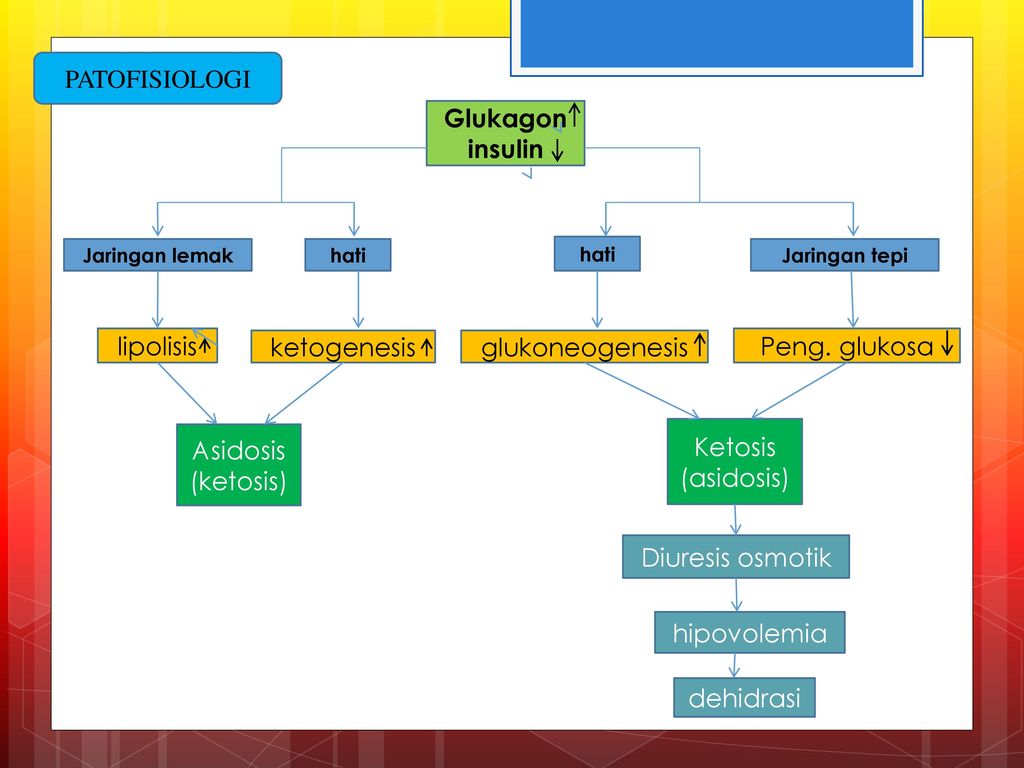 PATOFISIOLOGI Glukagon insulin Ketosis (asidosis) Peng. glukosa