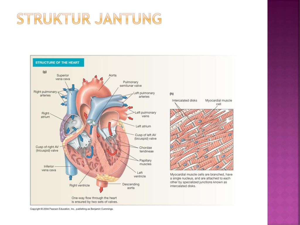22+ Anatomi Fisiologi Jantung Ppt