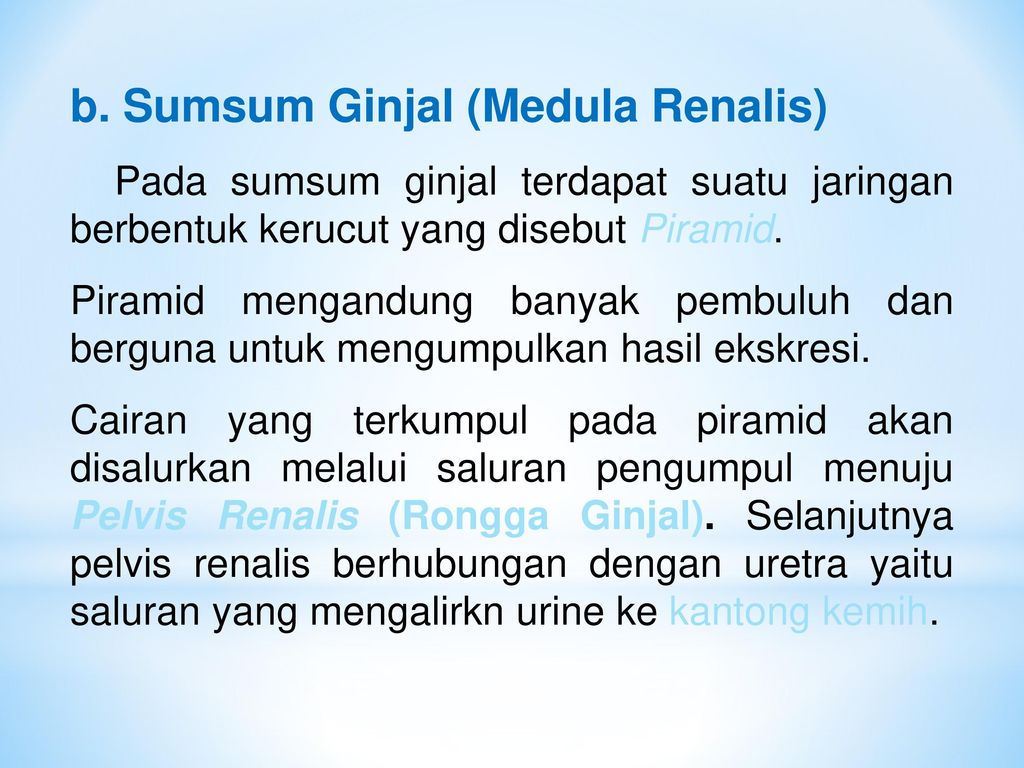 b. Sumsum Ginjal (Medula Renalis)