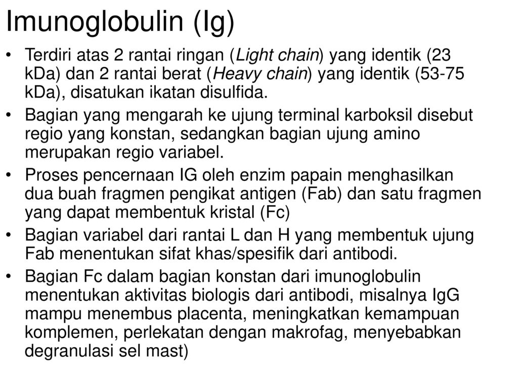 Imunoglobulin (Ig)