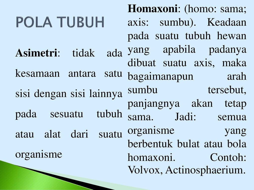 Homaxoni: (homo: sama; axis: sumbu)