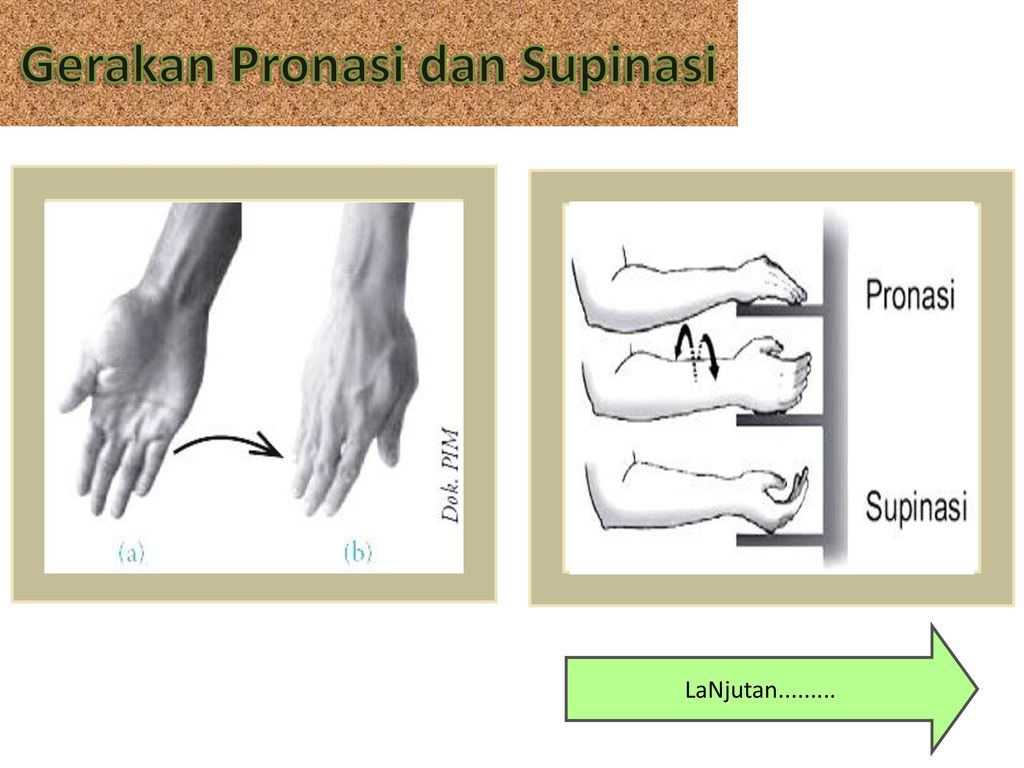 Apa yang membedakan gerak otot pronasi dan supinasi pada posisi tangannya