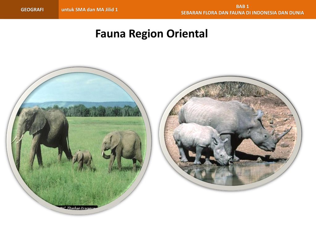 Fauna Region Oriental