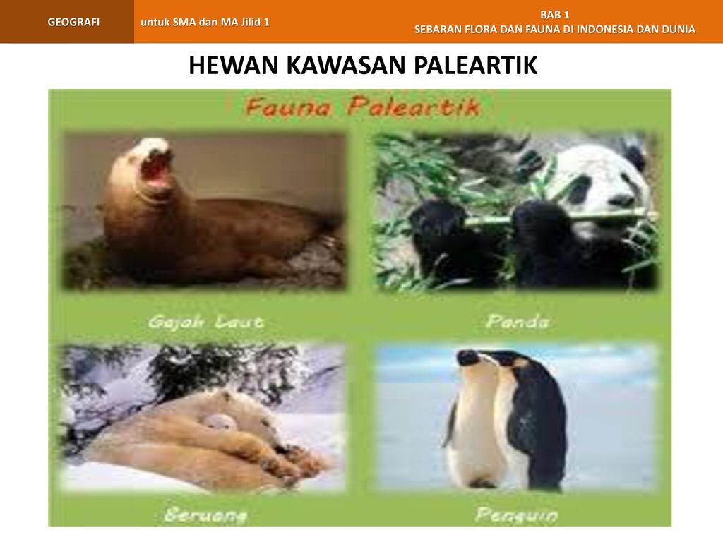 Download 700 Koleksi Gambar Fauna Kawasan Paleartik Terbaik HD