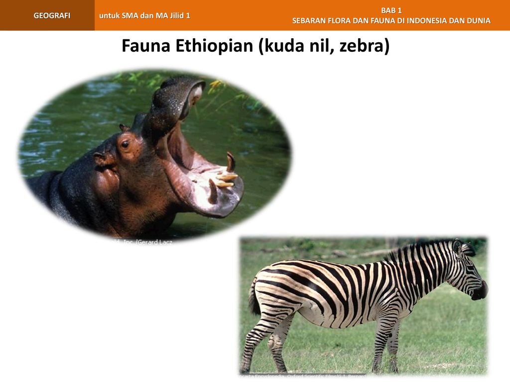 Fauna Ethiopian (kuda nil, zebra)