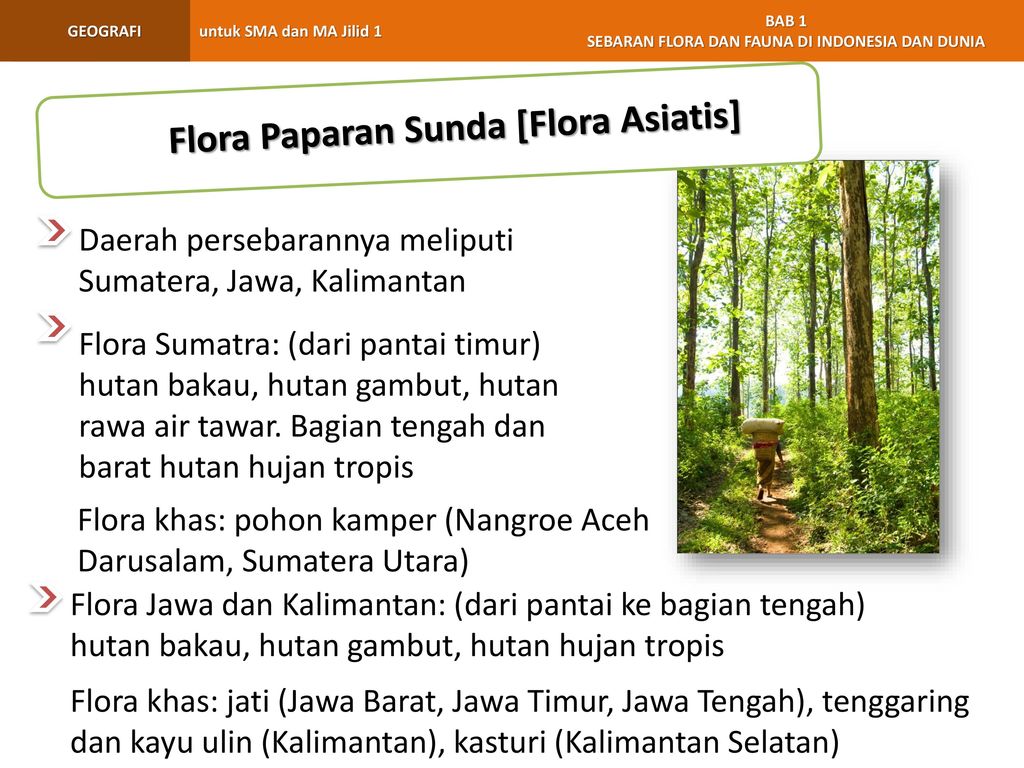 Flora Paparan Sunda [Flora Asiatis]