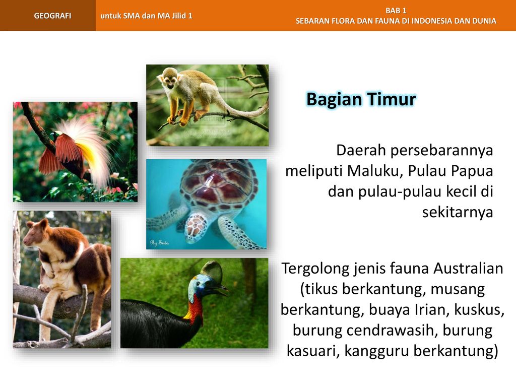 58 Gambar Flora Dan Fauna Indonesia Bagian Barat Terbaru