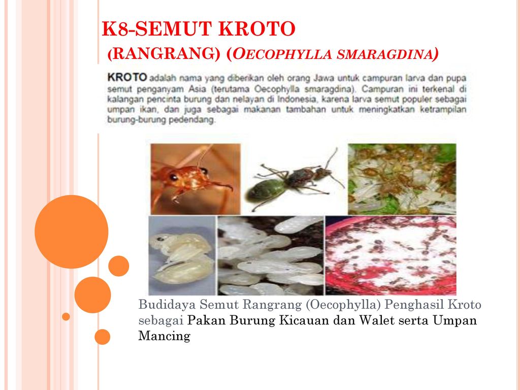K8 Semut Kroto Rangrang Oecophylla Smaragdina Ppt Download