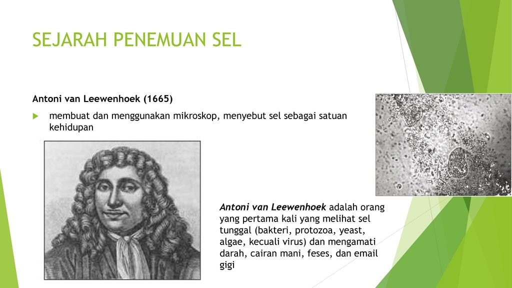 SEJARAH PENEMUAN SEL Antoni van Leewenhoek (1665)