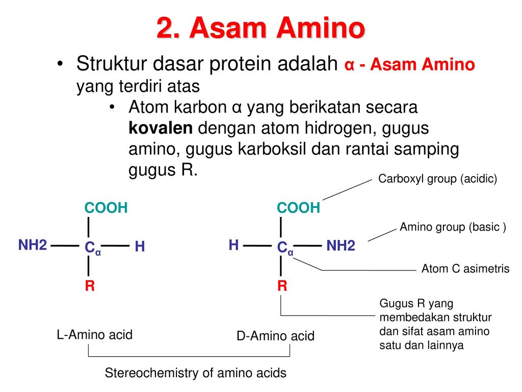 Asam amino penyusun protein dapat bersifat basa karena adanya