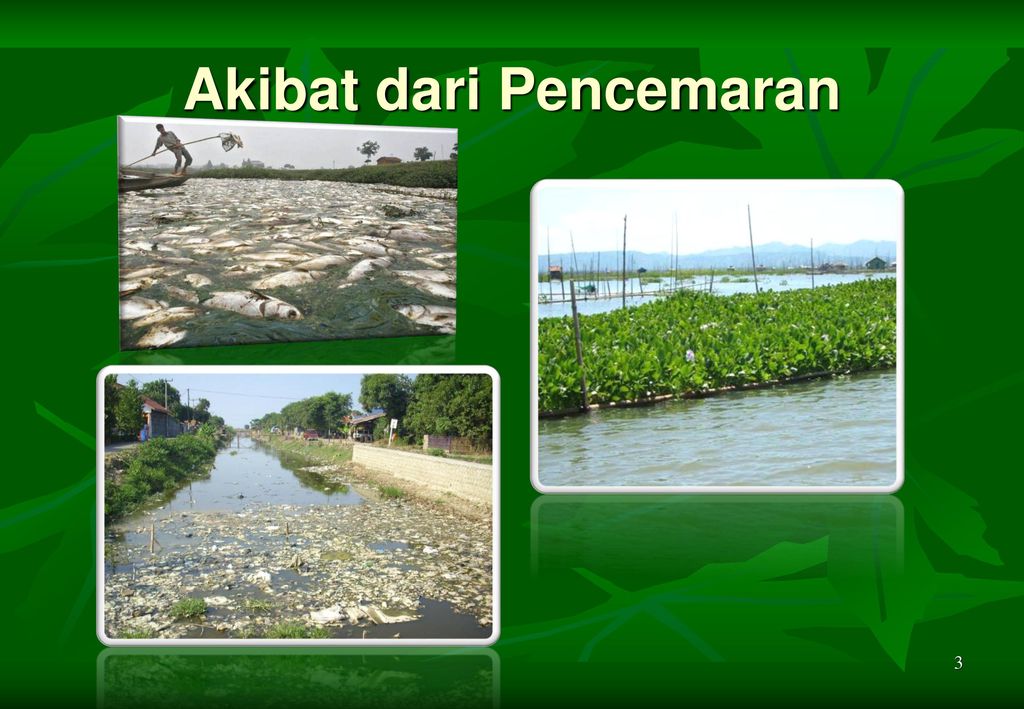 Lingkungan Air Tawar Sungai Ppt Download