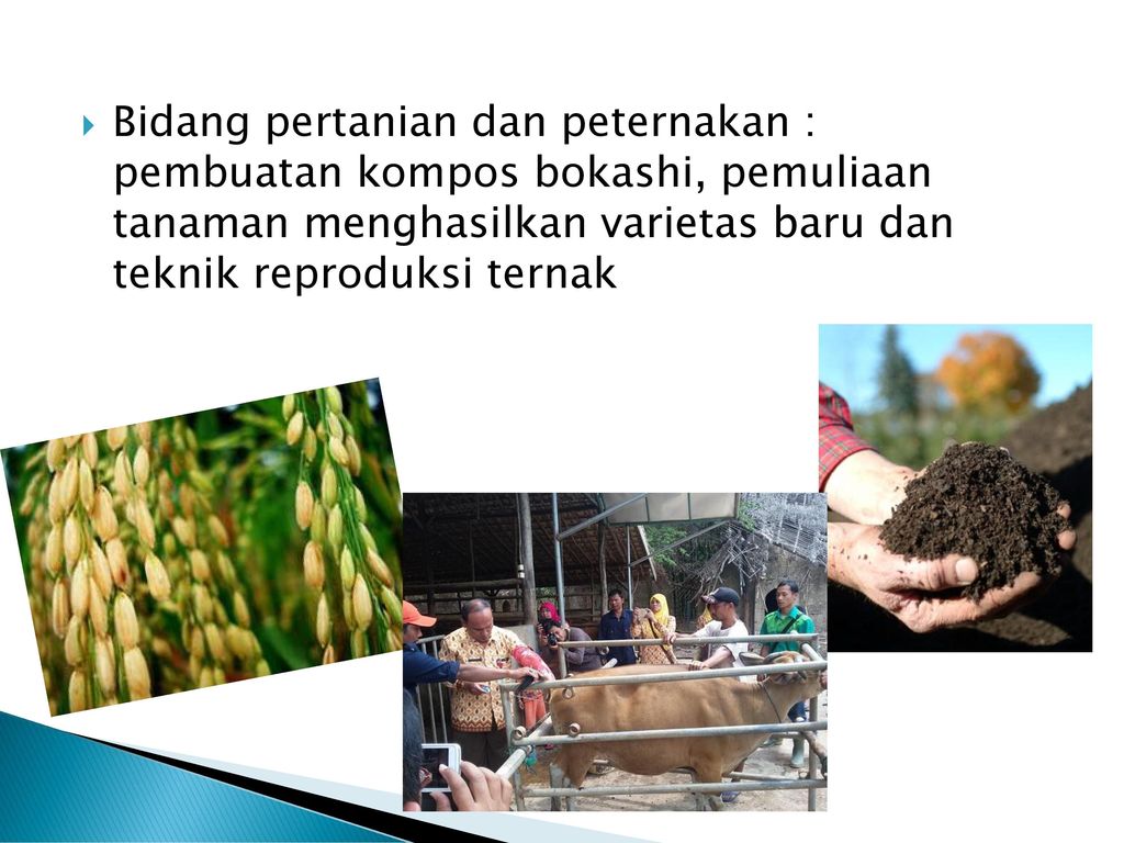 Bidang pertanian dan peternakan : pembuatan kompos bokashi, pemuliaan tanaman menghasilkan varietas baru dan teknik reproduksi ternak