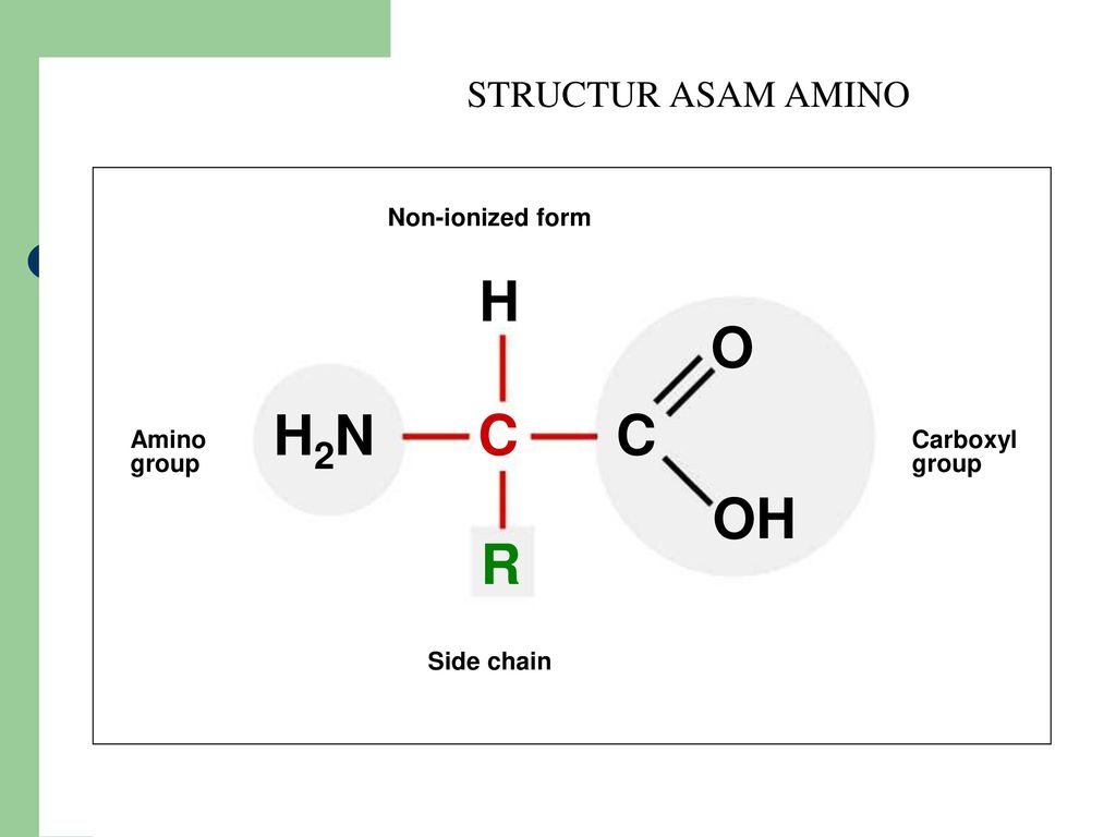 Аминокислот в ionised form. Base Side Chain Amino acid. Ionized h2. R-Oh группа. 5 oh группой