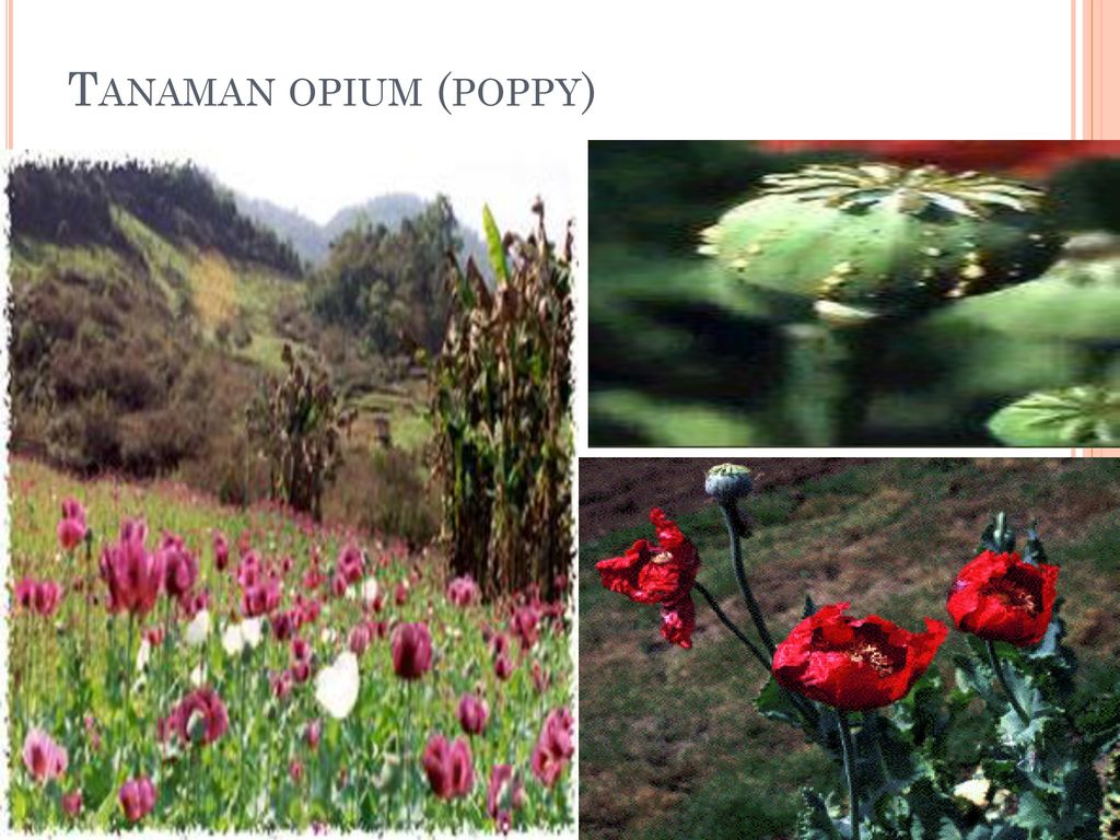 Tanaman opium (poppy)