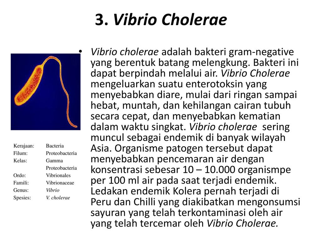 Трутовик окаймленный холерный вибрион. Vibrio cholerae Тип жгутикования. Холерный вибрион микробиология. Холерный вибрион характеристика. Vibrio cholerae микробиология.