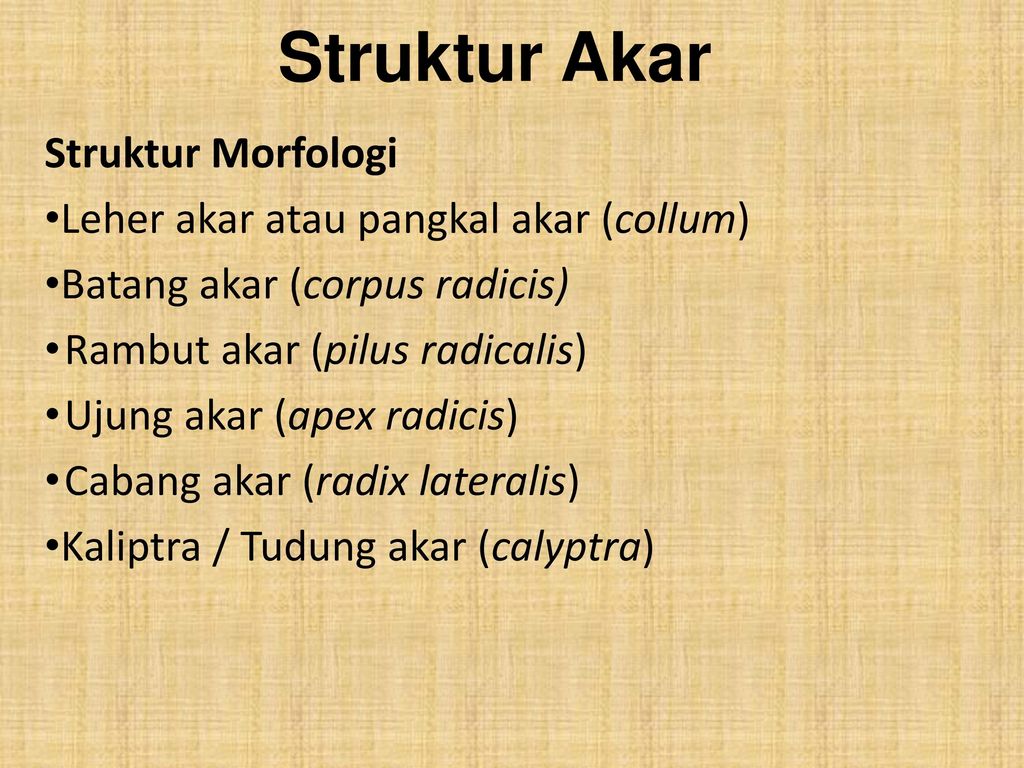 Struktur Akar Struktur Morfologi Leher akar atau pangkal akar (collum)