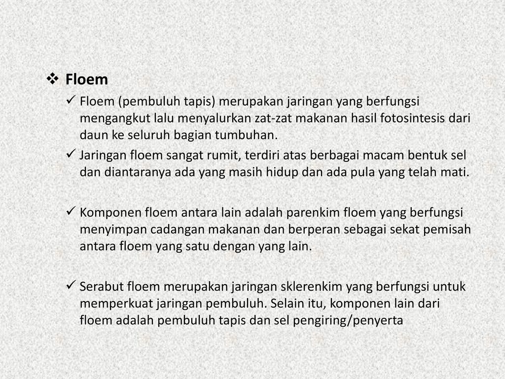 Floem