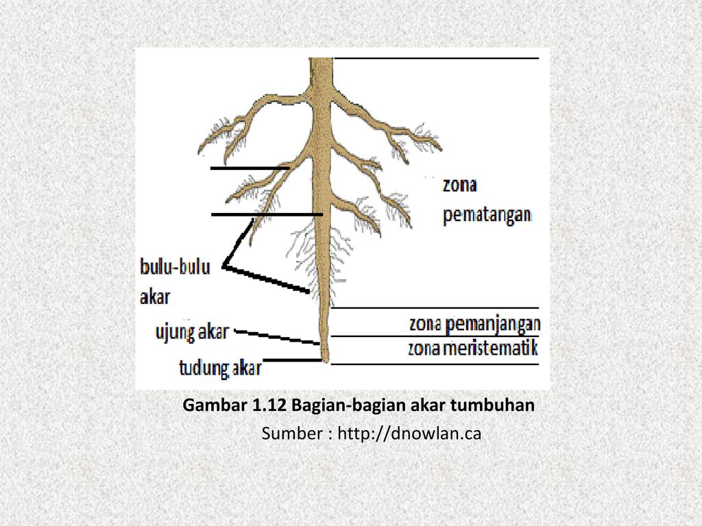 Gambar 1.12 Bagian-bagian akar tumbuhan