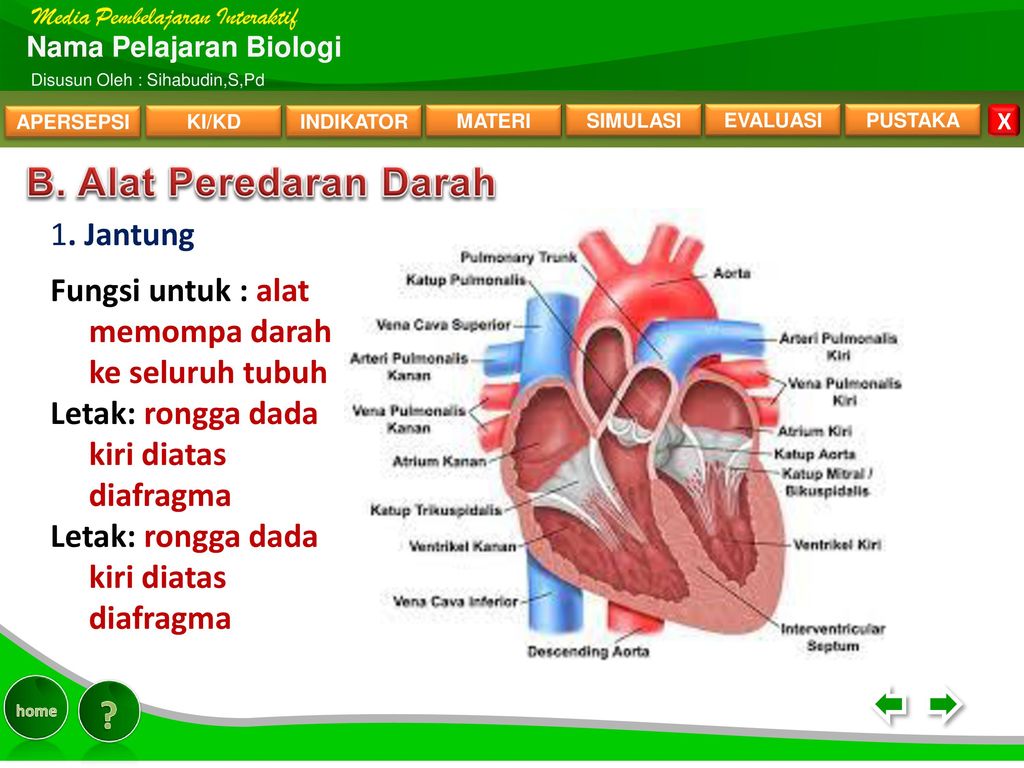 MATERI-3 B. Alat Peredaran Darah 1. Jantung