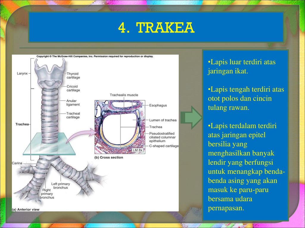 4. TRAKEA Lapis luar terdiri atas jaringan ikat.
