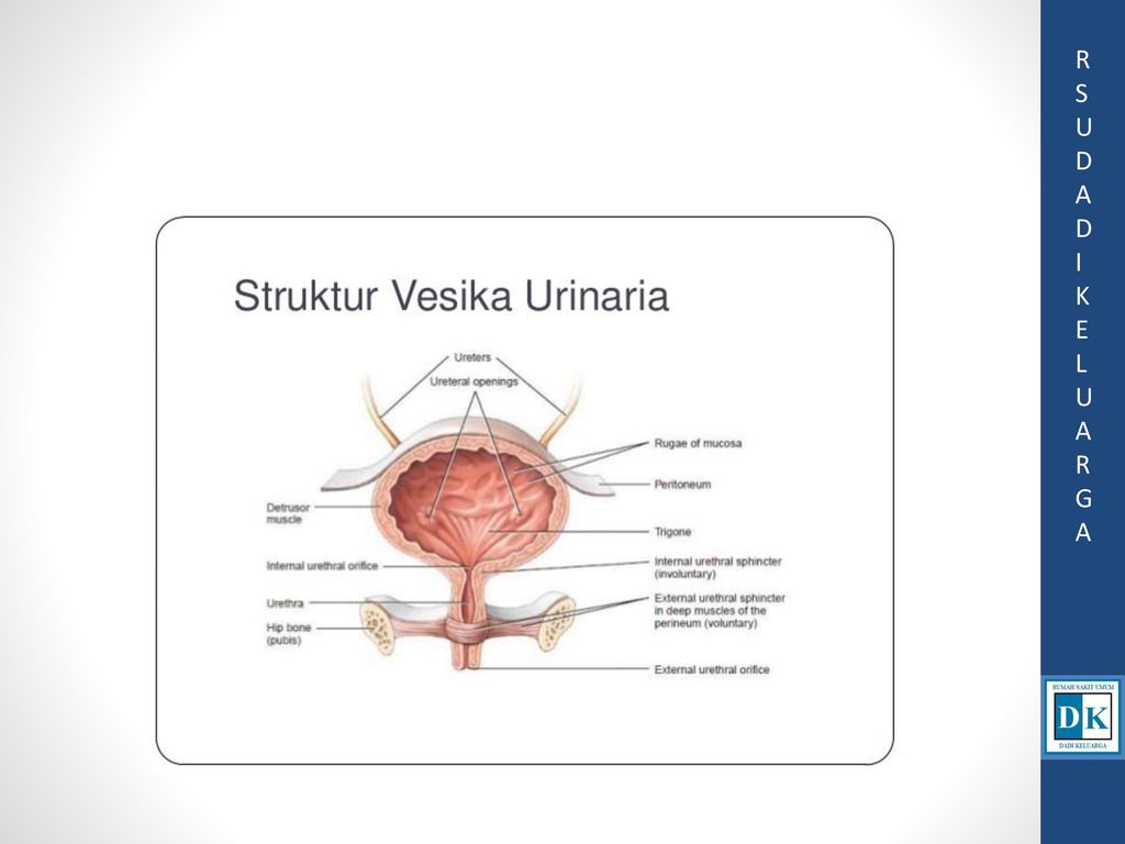 Vesica urinaria