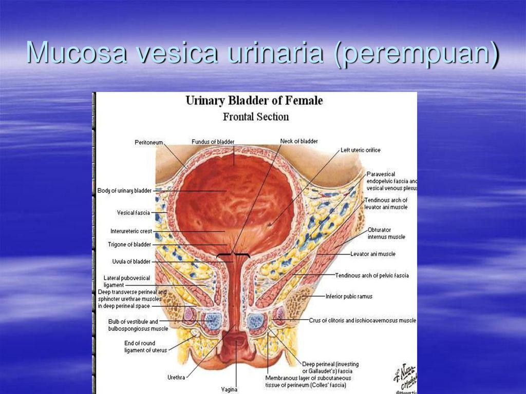 mucoasa vezica urinara rotația pelvisului cu prostatita