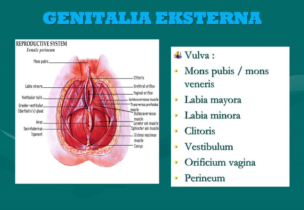 The Worlds Largest Vagina