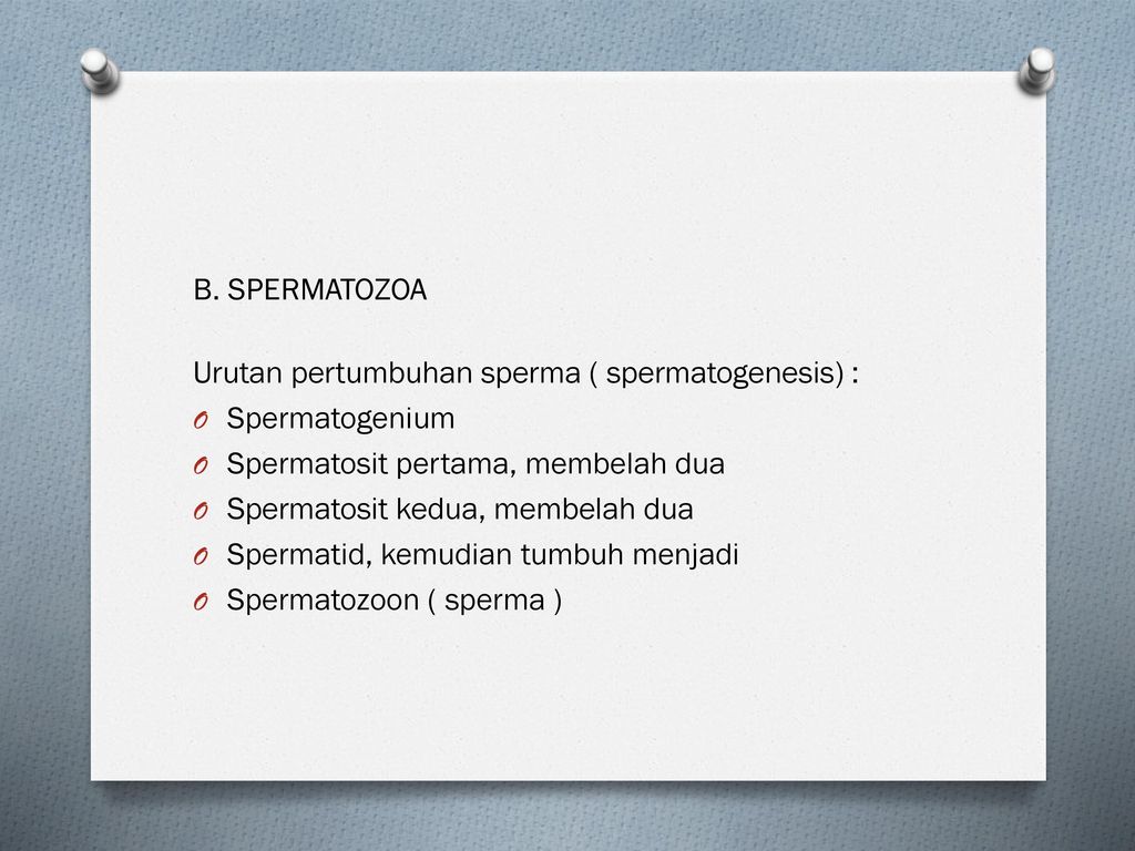 B. SPERMATOZOA Urutan pertumbuhan sperma ( spermatogenesis) : Spermatogenium. Spermatosit pertama, membelah dua.